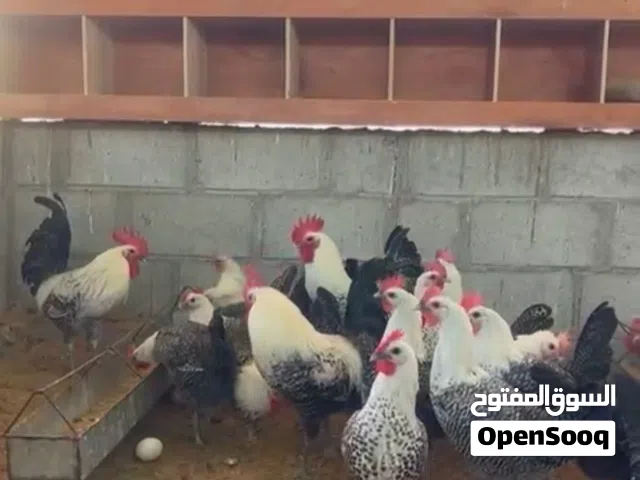 صيصان فيومي كلاسيك و الامنيوم بيور بدون تهجين عمر ثلاث أسابيع و طالع ماخذات التحصينات