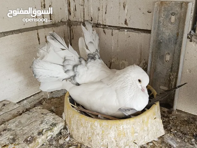 السلام عليكم حمام للبيع مشكلات انواع اقرة الوصف