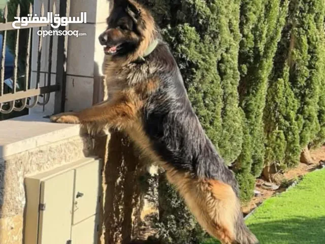 جوز جيرمن ذكر وانثى عمرهن سنة ونص جوز مستوا عالي