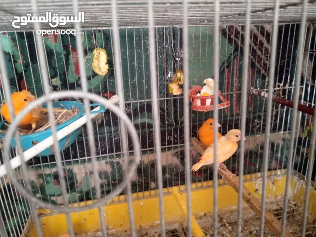 خمس فراخ كنار جزري غامق ( احمر )للبيع التسليم بالسلط
