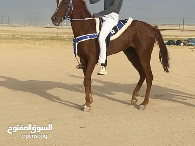 للبيع احصان مصري رفيع حيل وسبوق