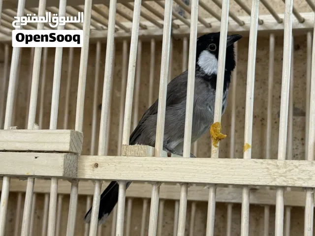 بلبل فحل اليف قفص اقرء الوصف