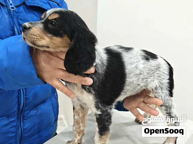 2chiot femelle épagneul breton