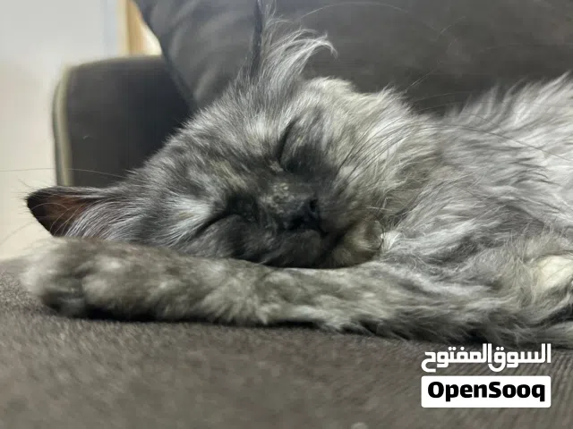 قطة مجانية