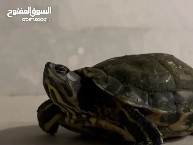 Aquatic turtle - yellow slider