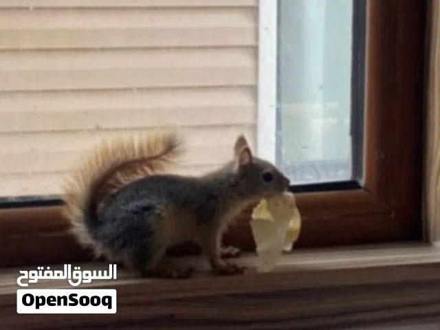 سنجاب اليف