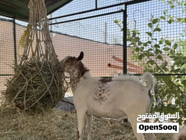للبيع تيس صلاني طعام بيت