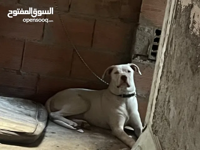 Dog argenta للبيع عمرها 5 شهر