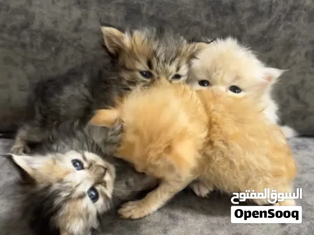 قطط شيرازيات صغار للبيع كيييوووت