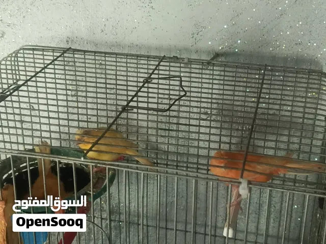 بعد صلاة علا النبي متوفر جوز