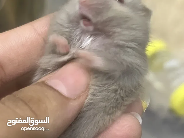 هامستر للبيع الرياض