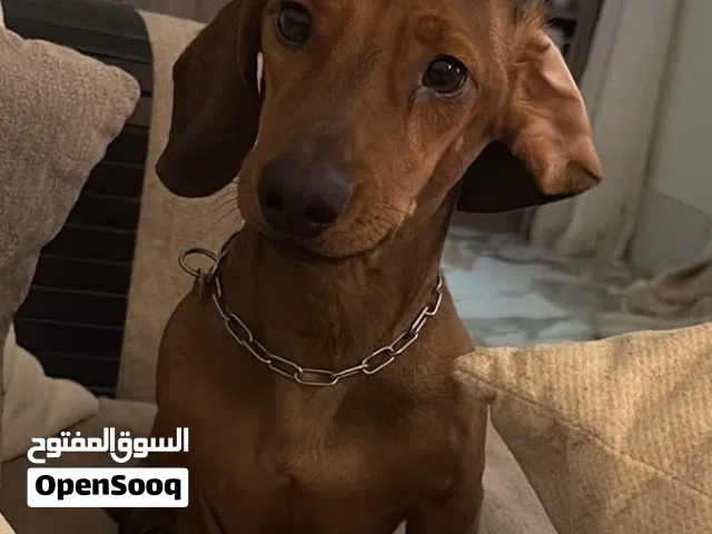 كلب داشهاوند للبيع