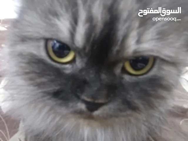 قطه شرازي جميلة ودلوعه