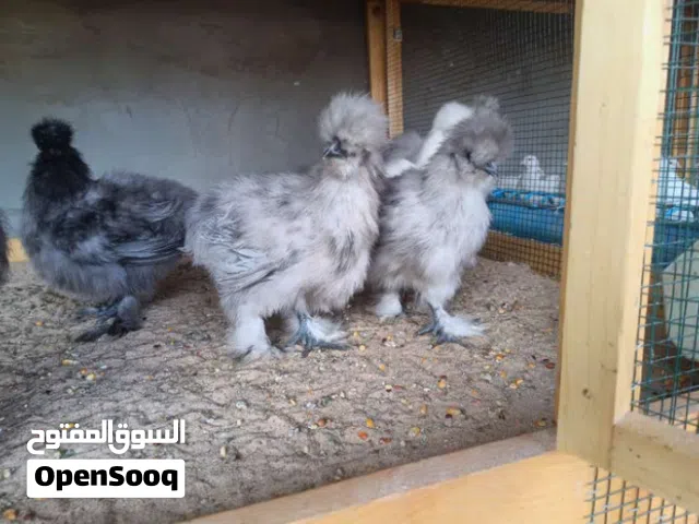 دجاج قطني نوادر