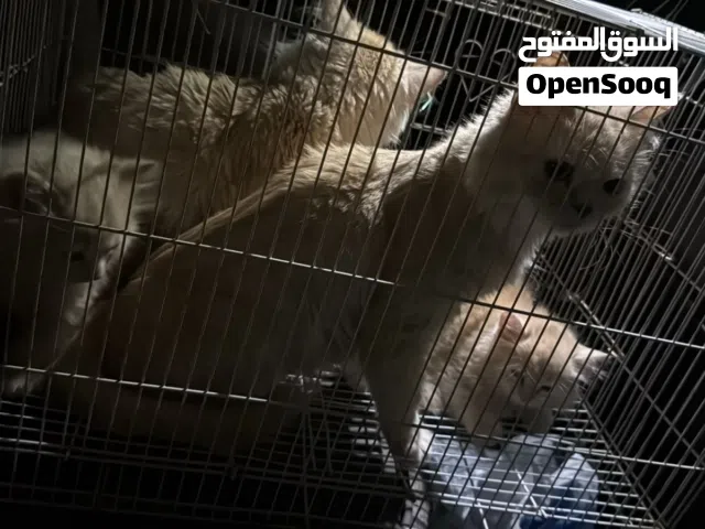 عائله كامله للبيع