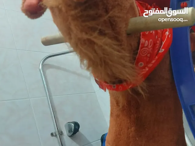 حصان هزاز للبيع