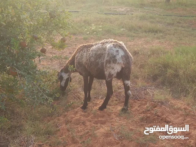 نعجه للبيع عشره