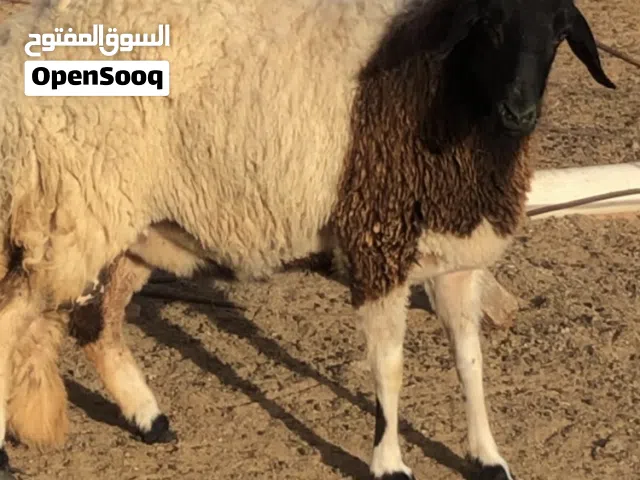نعجة هجين صوف رباع ضخامة ربي يبارك اقرا الوصف
