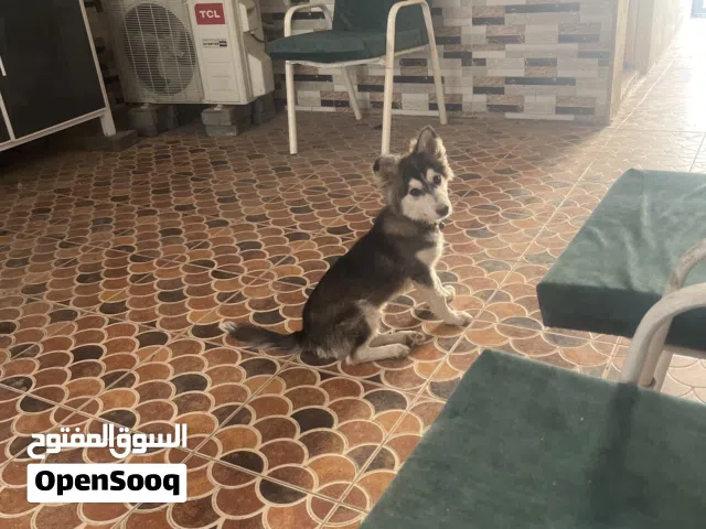 شراء كلب هاسكي العمر من 3 _5 اشهر