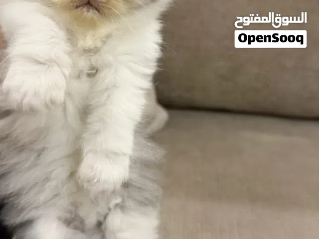 شيرازي بيور