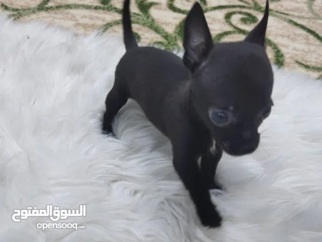 جراوي شيواوه العمر شهر ين