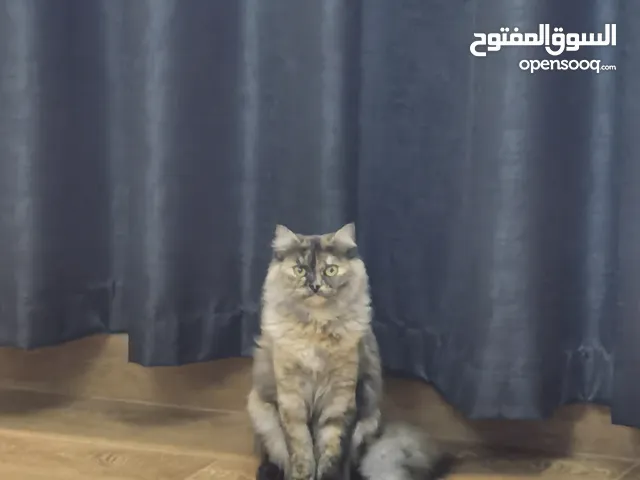 قطوة للتبني العين