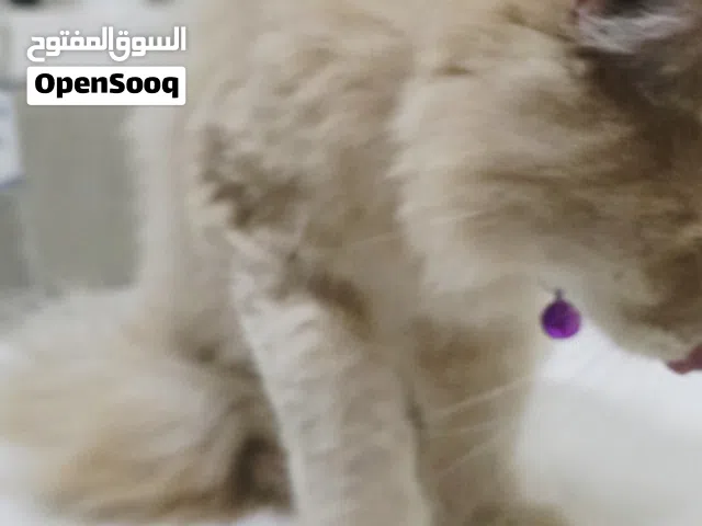 For sale persian 4 months old