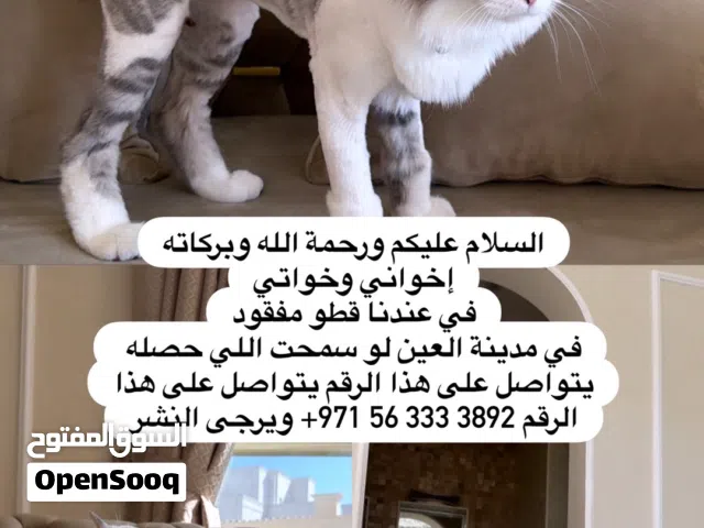 قطو مفقود ويرجع النشر