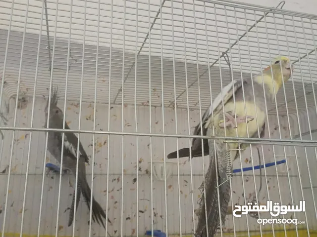 جوز كوكتيل شغالات  اقرا الوصف