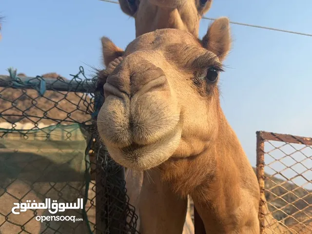 بوش عمانيه للبيع