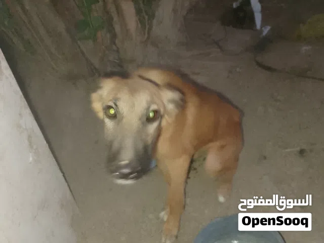 كلب مالينو اصلي انثى مطيعة وتسمع الاوامر العمر 3 اشهر