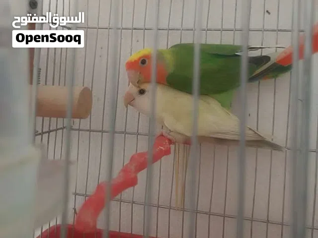 السلام عليكم  كوبيا روز مصوقره