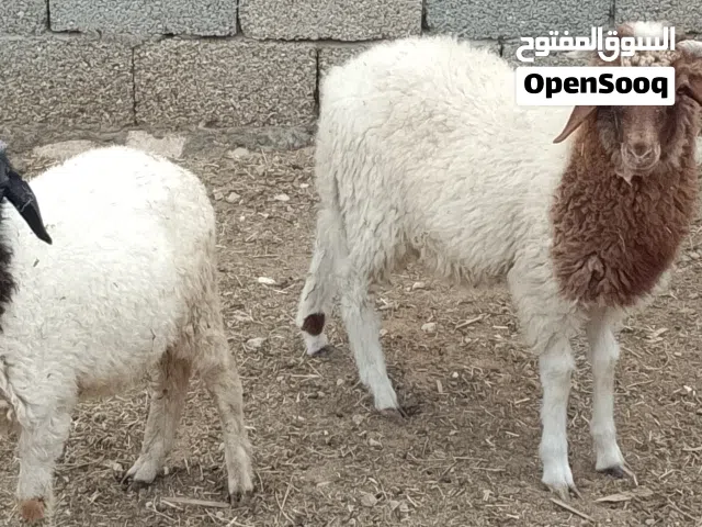 2خرفان وطنيات تبارك الله العمر 3و4شهور ياكلو ناشطات أمورهم تمام