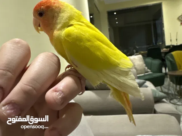 طير روز للبيع او البدل