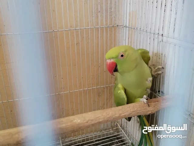 انثى طيرة ببغاء الدرة الهندي شاهد الفديو،كوكتيل روز فيشر كاسكو حب جنة كناري حسون امازوني فراخ