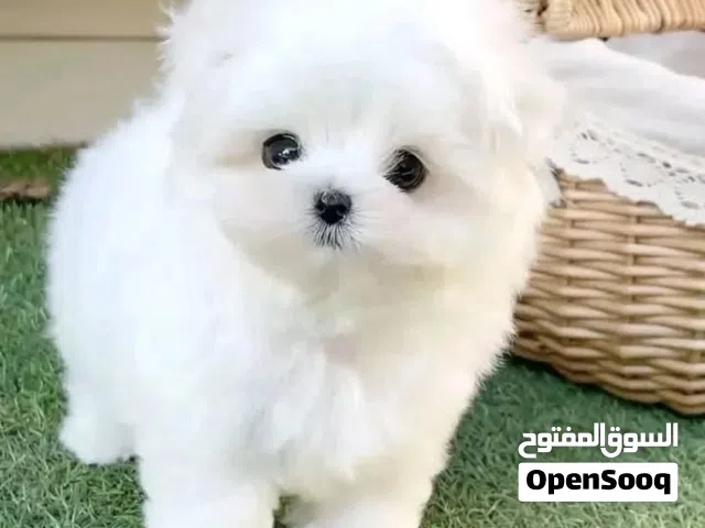 Two Teacup Maltese Puppies Needs a New Family