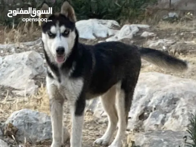 هاسكي اصلي نظيف صغير بالعمر حوالي 3 شهور هيك اشي موجود عمان الغربيه او الجبيه