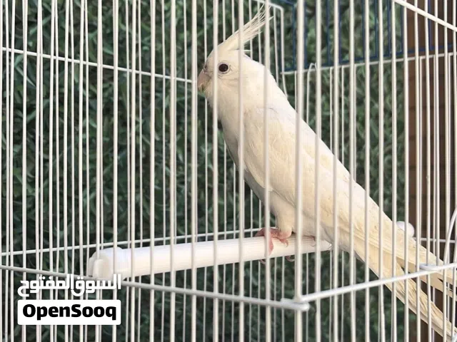 للبيع كوكتيل البينو ( كروان ابيض ) فل ربوه مافيه عض كلش الحجم السوبر جامبو الون نادر جداً...