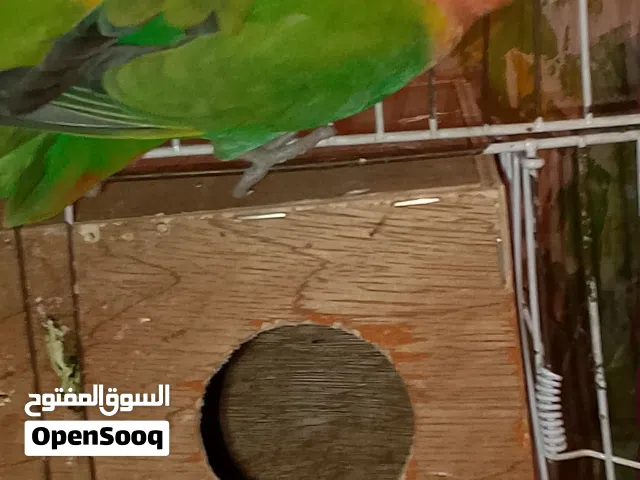 ابوسليم اقراء الوصف