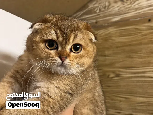 كتنز سكوتش فولد اعمارهن اربع شهور مستويات قويه العدد ثنين و كلهم اناث