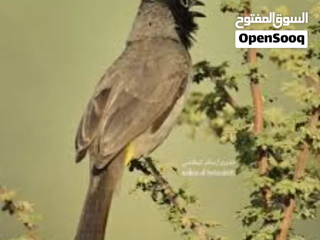 فحول بلبل نار