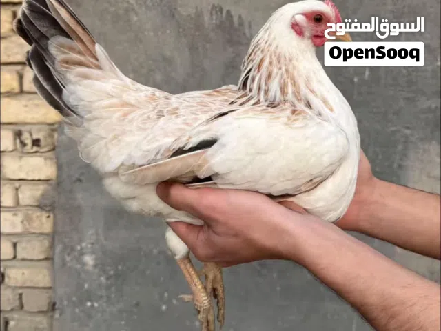 عشر بيضات دجاج دندراوي فواتح وتمري شبش اليريد يراسلني البيضة بس شرط الشد الخزن أقل 7ايام