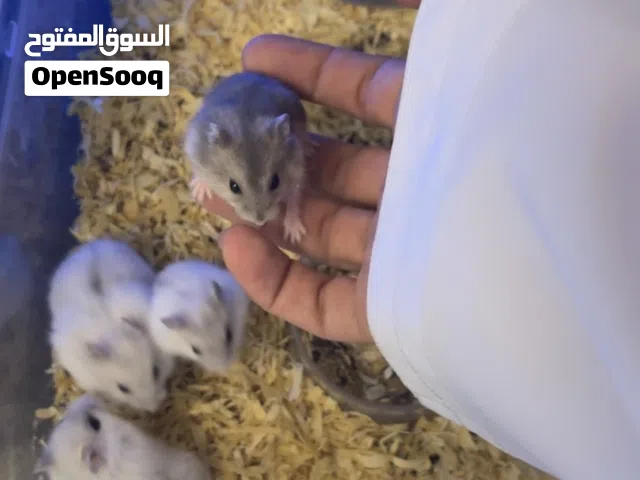 متوفر هامسترات سوريه وروسيه Syrian and Russian hamsters available