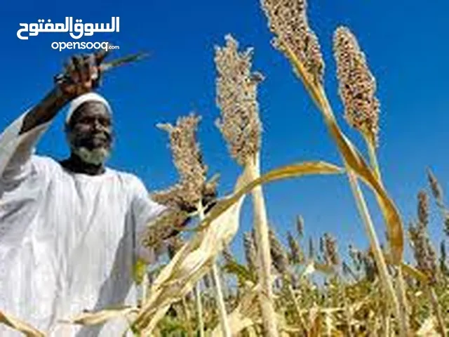 محاصيل زراعيه سمسم ابيض و جميع المنتجات