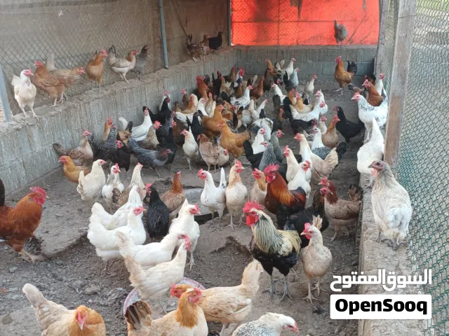 للبيع دجاج عماني وشي منه هجين بياض  اقرا الوصف