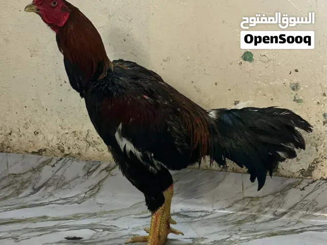 البيع ديج بكستاني تكي فايز و يضرب شوك و عندي فيديوات و اموره طيبه