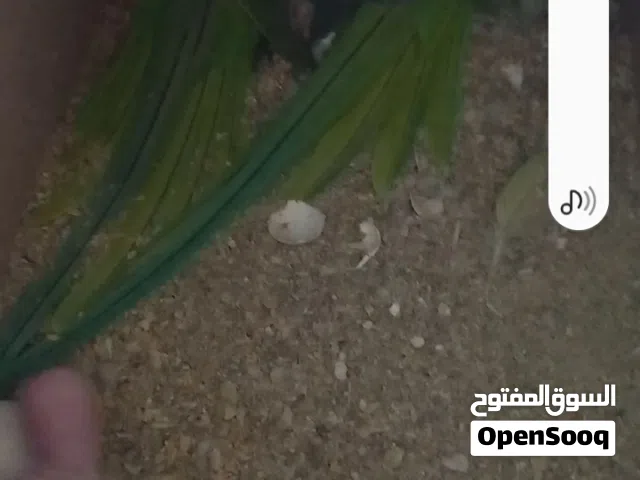 جوز دره هندي حبات نخب مع فراخه اربعه للبيع