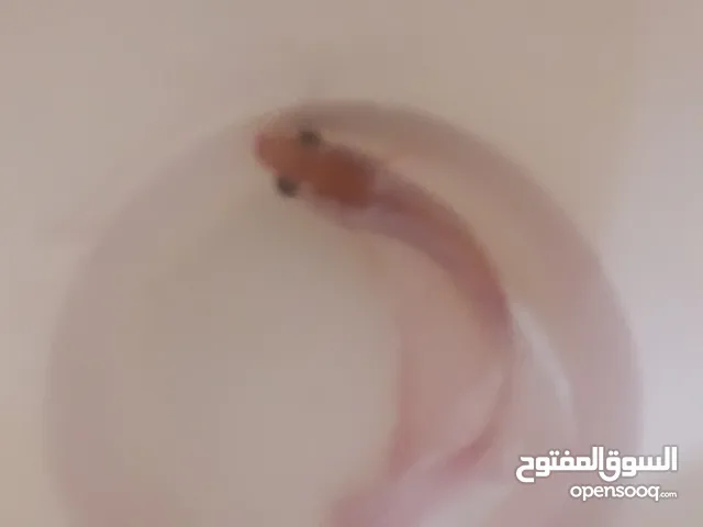 اسماك فايتر للبيع