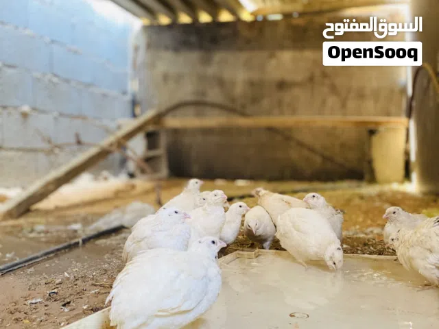 متوفر بفضل الله سمان للبيع حاجه نظيفه اقرا الوصف!.