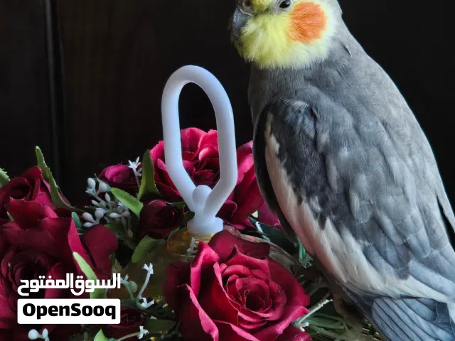 طائر كوكتيل ذكر أليف ونظيف